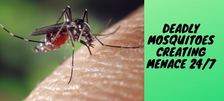 Deadly-mosquitoes-creating-menace-247