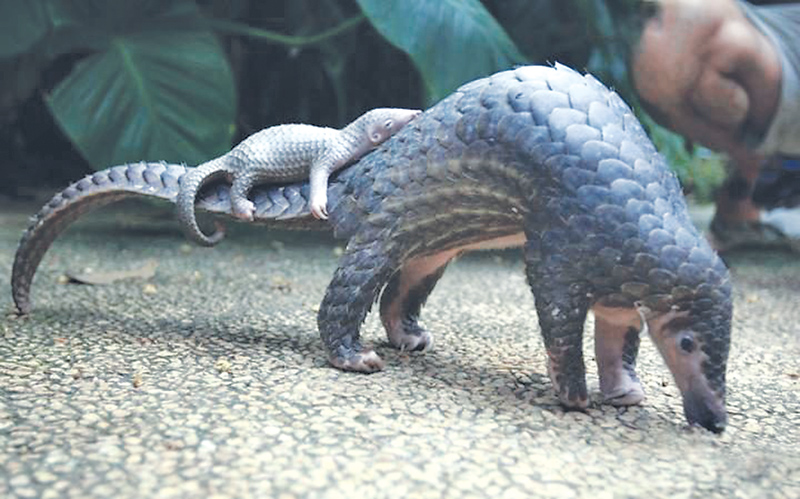 World Pangolin Day