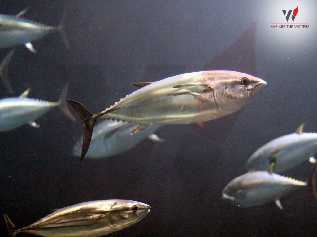 Important Days in May 2021
Holidays in May 2021
Holidays in May
World Tuna Day