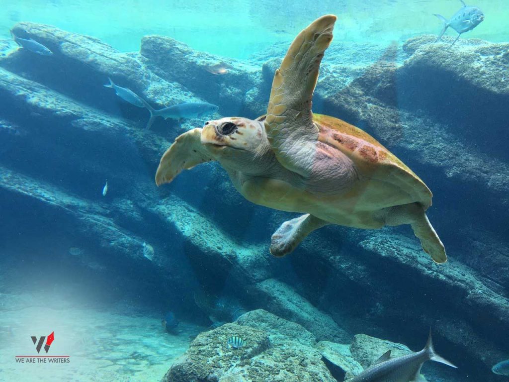 Important Days in May 2021
Holidays in May 2021
Holidays in May
World Turtle Day
