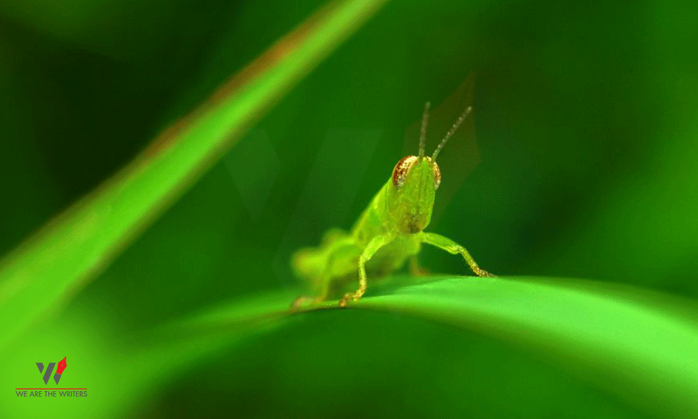 World Pest Day
Important Days in June
Important Days in June 2021
Holidays in June
Holidays in June 2021