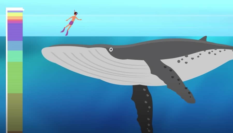 Blue whale - the largest mammal