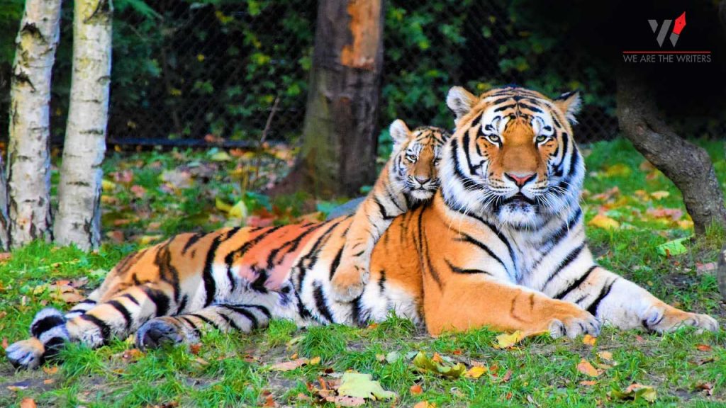 International Tiger Day - Important Days in July 2021