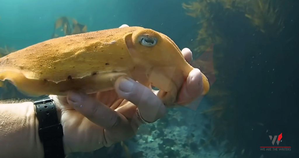 My Octopus Teacher Best Documentaries